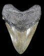 Megalodon Tooth - South Carolina #37629-1